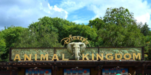 Animal Kingdom - Entrance