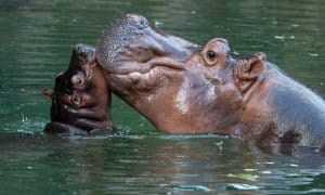 Animal Kingdom - Hippos - Disney Vacation Club
